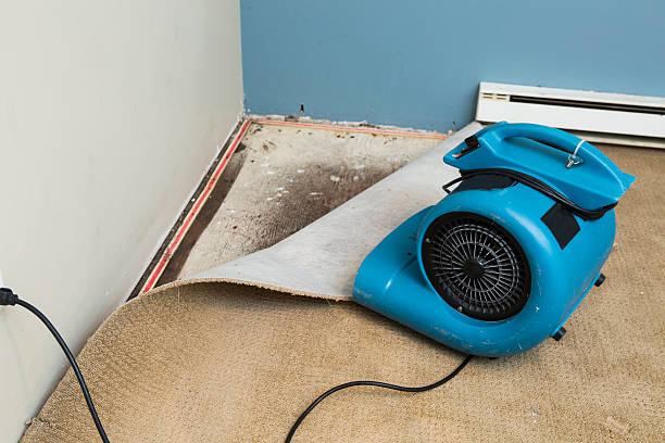 Best Carpet water damage restoration  in Rainier, WA